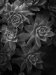 summer-1000307_Edit_1095_Edit_1098