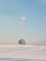 New Snow
