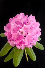 Rhododendron