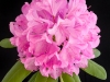 Rhododendron