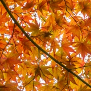 Maple
