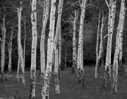 Telluride-9222973