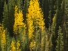 Silverton-9233530