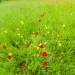 Tuscany-5200427