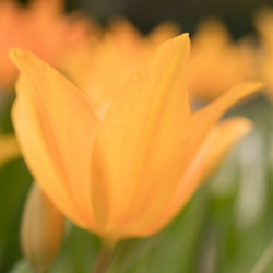 SignOfSpring