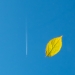 Leafin on a jet plane