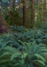 HohRainForest-1741