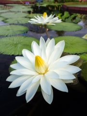 Lilies-9164312 Lilies-9164312