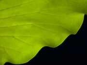 Lilies-9164333 Lilies-9164333