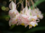 Lilies-9164360 Lilies-9164360