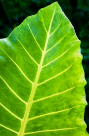 Lilies-9164434 Lilies-9164434