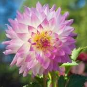 Lilies-9164445 Lilies-9164445