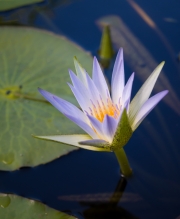 Lilies-9164475 Lilies-9164475