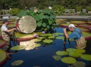 Lilies-9164489 Lilies-9164489