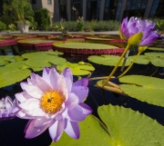 Lilies-9164498 Lilies-9164498