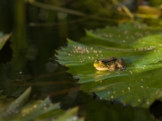 Lilies-9164538 Lilies-9164538