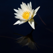 Lilies-9164559 Lilies-9164559