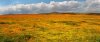 Poppies-2216