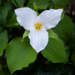 Trillium