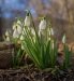 Snowdrops come in batches