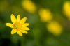 Lesser Celandine
