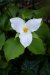 Trillium
