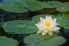 Water lilly on Peeper Pond