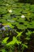 Water lillies and arrow heads on Peeper Pond