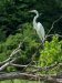 20200731_EFBacon_Egret_120329