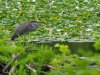 20200731_EFBacon_Egret_120375