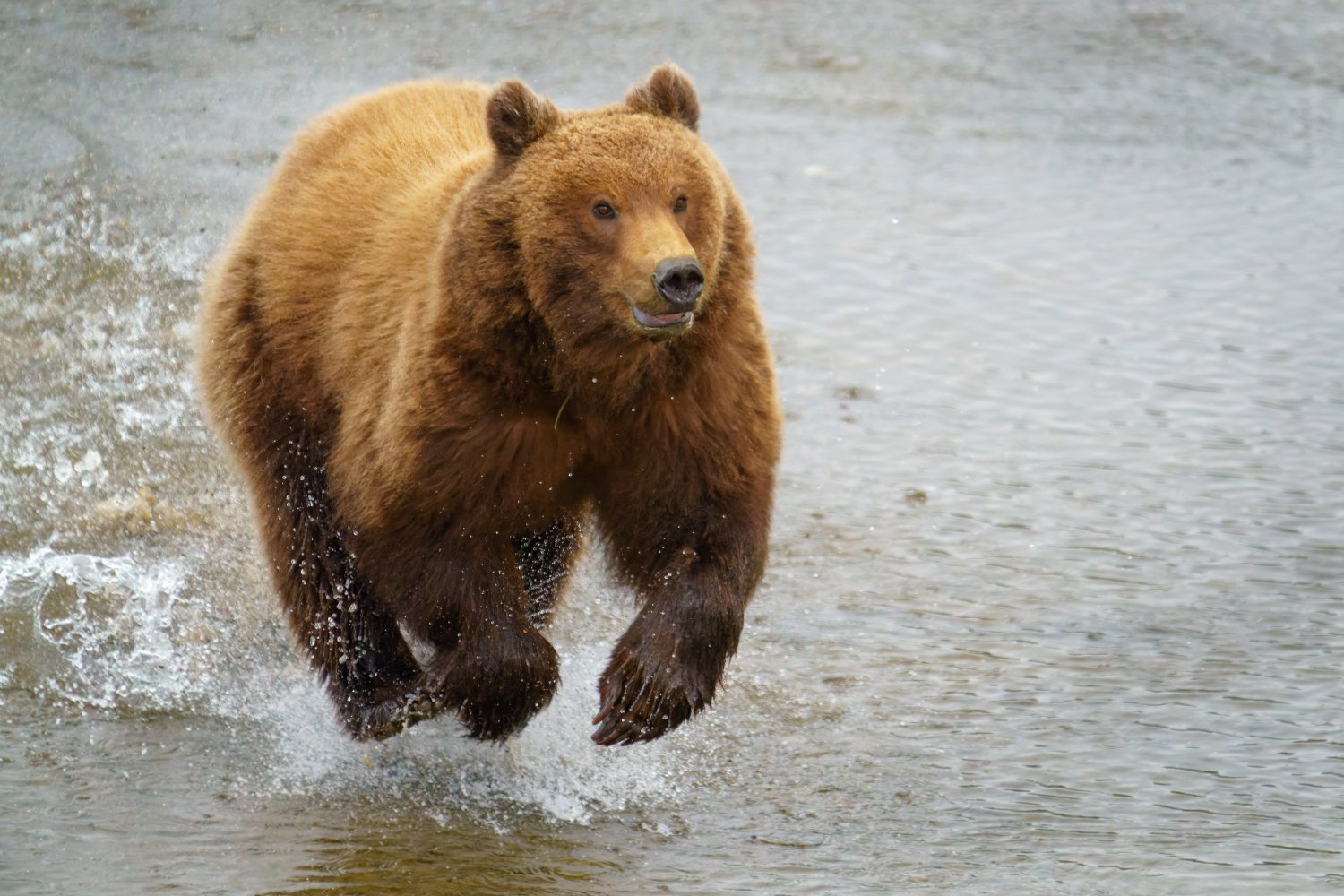 20210608_EFBacon_Alaska_42474_DxO_Edit_413_Edit_414