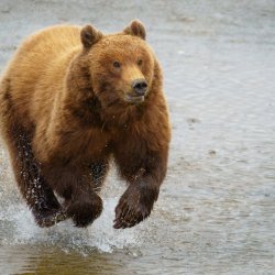 20210608_EFBacon_Alaska_42474_DxO_Edit_413_Edit_414