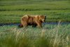 20210606_EFBacon_Alaska_41370