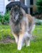 Even with his cancer, Skye remains a happy dog and gives our family much joy to see him prance.