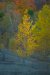 Adirondack fall colors across old granet mine tailings.in late a
