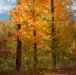 Fall color in Chatiemac Lake Area