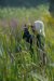 20220821_EFBacon_Marshlands_48804