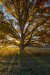 20221029_EFBacon_Bryn -CoedFall_41539