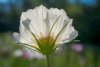 20230813_EFBacon_Cosmos_02465