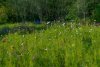 A field of wildflowers make up one of the niches around Peeper Pond.