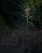 20240528_EFBacon_Oregon_46567