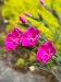 IMG_2338_Edit_1759