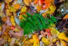 20201016_EFBacon_RickettsGlen_7203