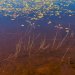 Fall reflections on Widover Lake in the Adirondacks.