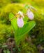 Smokies-0776