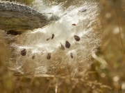 BirdWalk-244329.jpg