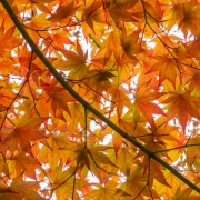 Fall-026803.jpg