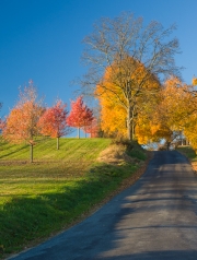 FallColor-304694.jpg