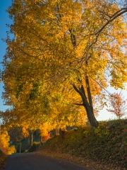 FallColor-304714.jpg