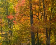 Fall morning on Peeper Pond
